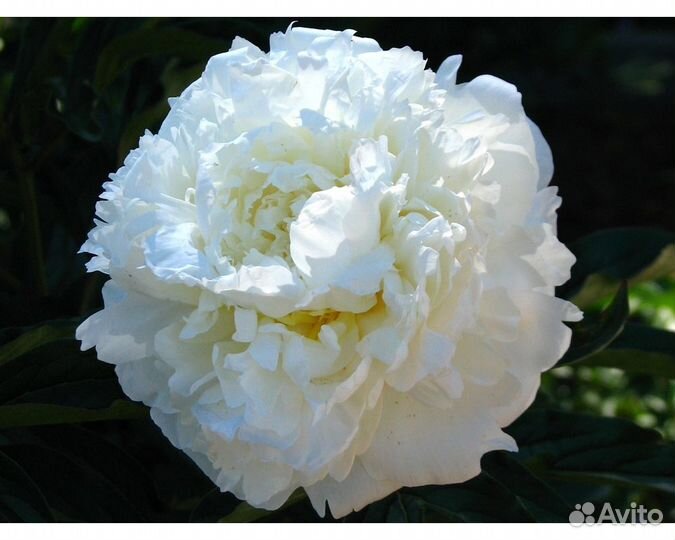 Пион молочноцветковый Marie Lemoine