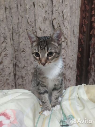 Котенок Марфа