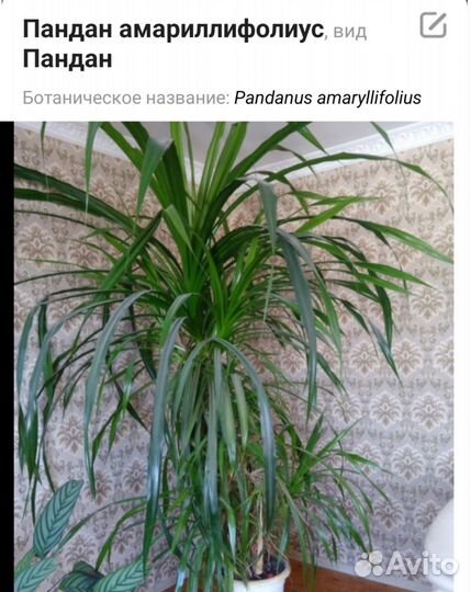 Отводки Пандан