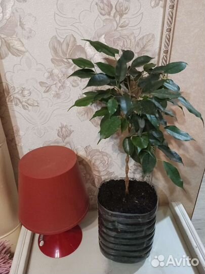 Плетёные фикусы