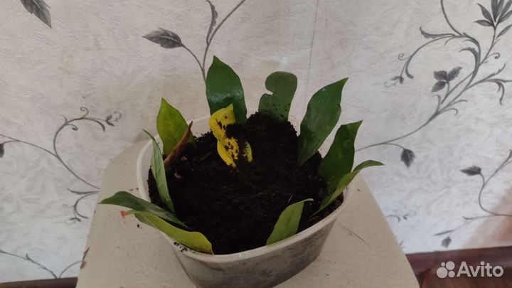 Замиокулькас