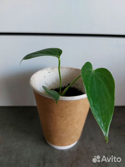 Антуриум красный