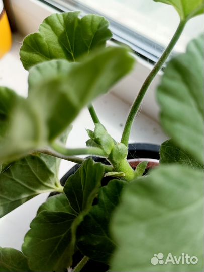 Пеларгония герань