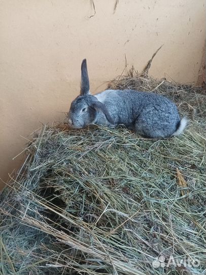Кролики фландр/шиншила 7-8-9-10 месяцев