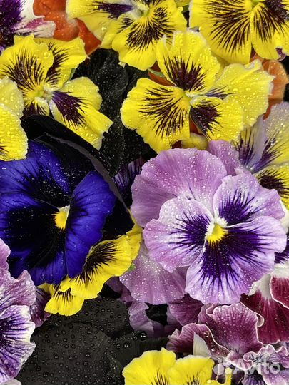 Виола, пищевые цветы