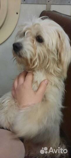 Найдена собака