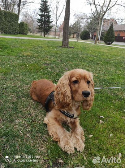 Передержка собак и щенков ЖК Московский. Зоо няня