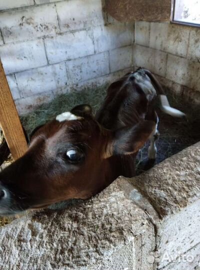 Телочка галштинка