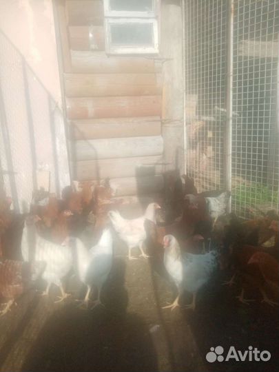 Куры молодки