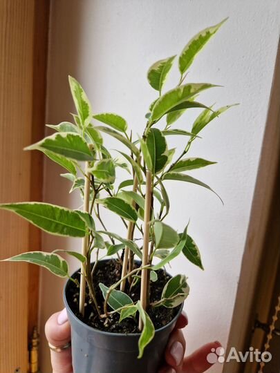 Фикус бенджамина пестролистный