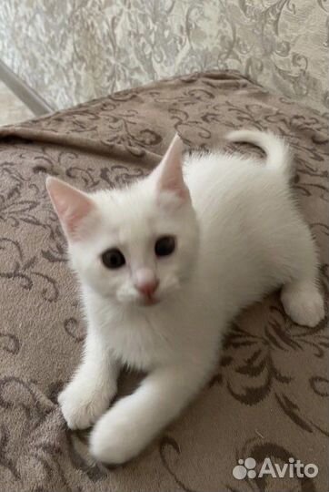 Кошка в дар бесплатно