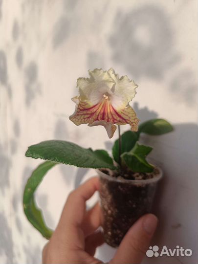 Детка стрептокарпуса OD-Город Солнца