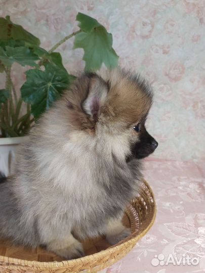 Шпиц Померанский