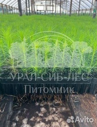 Голубая ель зкс сеянцы