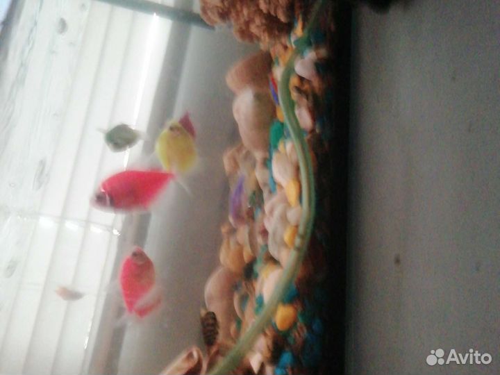 Аквариум с рыбками