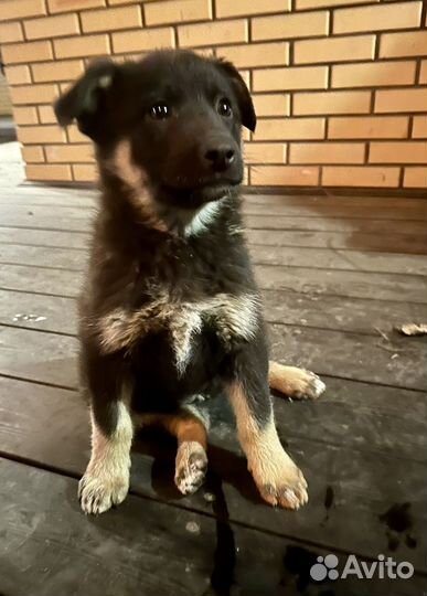 Щенок овчарки зонарного окраса