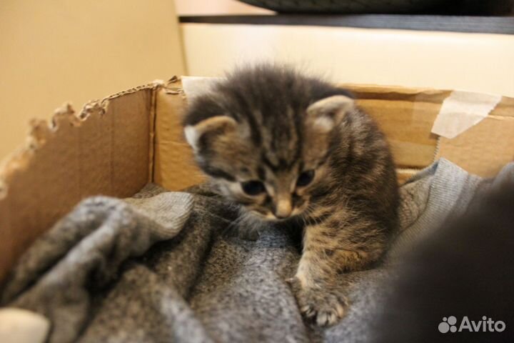 Котята 3 мальчика 1 девочка, родились 03.04.2024