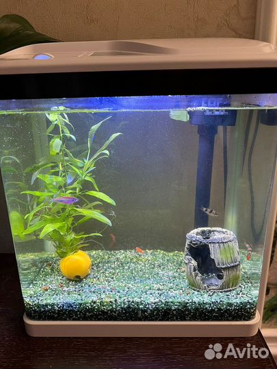 Аквариум