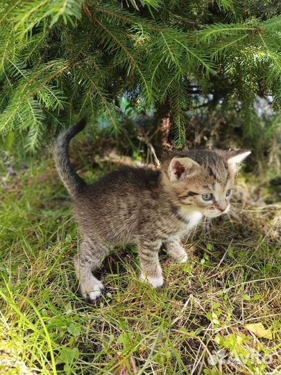 Котята в добрые руки,бесплатно