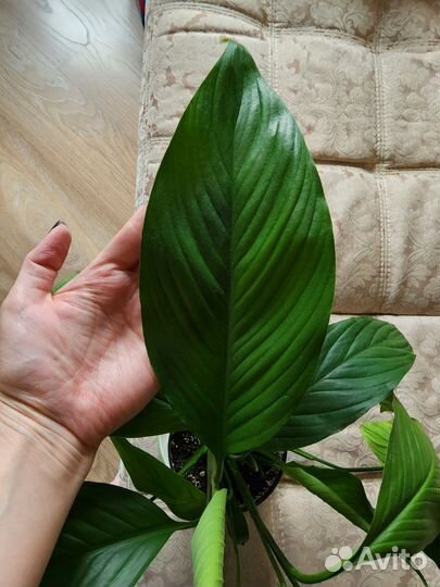 Спатифиллум