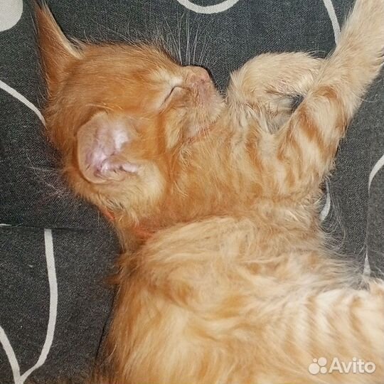 Котята мейн-кун