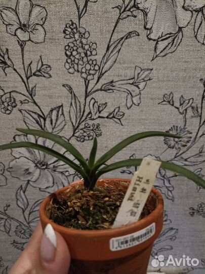 Орхидеи неофинетии