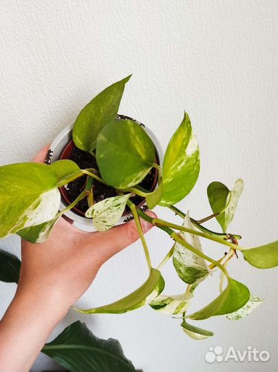 Сциндапсус эпипремнум