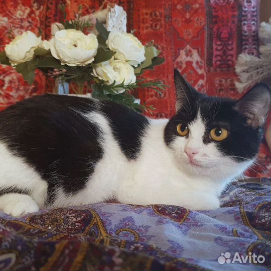 Котик Шустрик и кошечка в самом расцвете сил