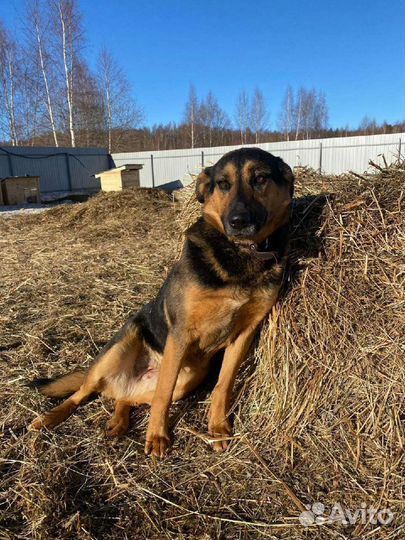 Алиса - нежность приюта