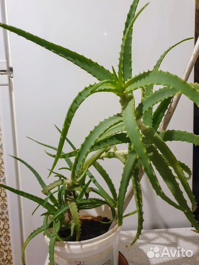 Алоэ столетник 3х летка лечебный в горшке