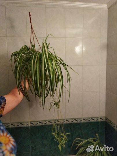 Хлорофитум