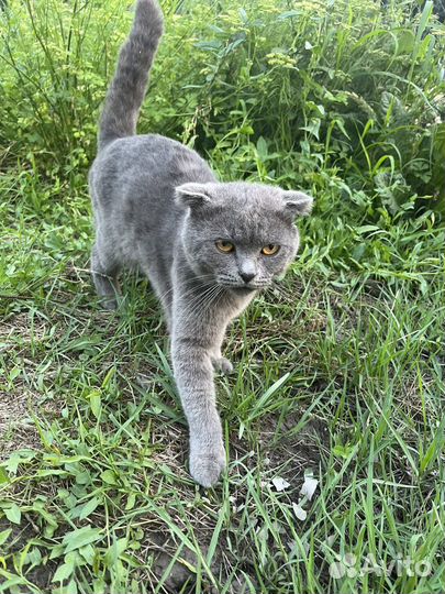 Вислоухий кот