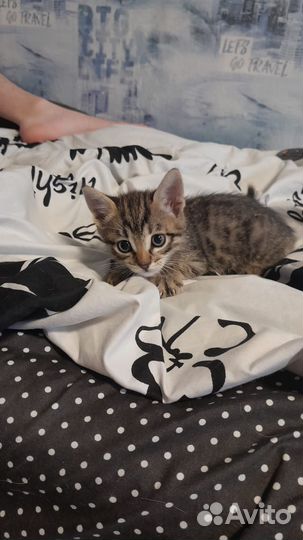 Котята