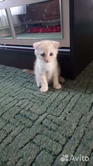 Котятки в добрые руки
