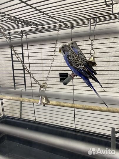 Волнистые попугаи с клеткой