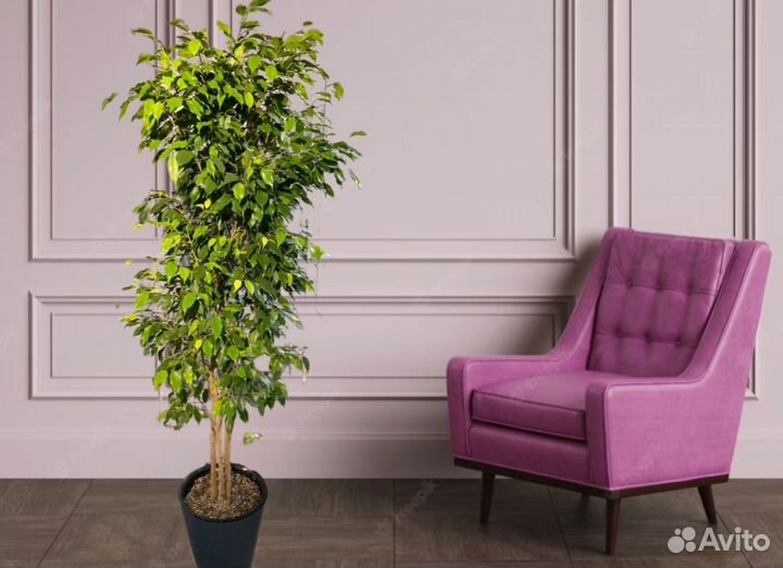 Живые растения в аренду