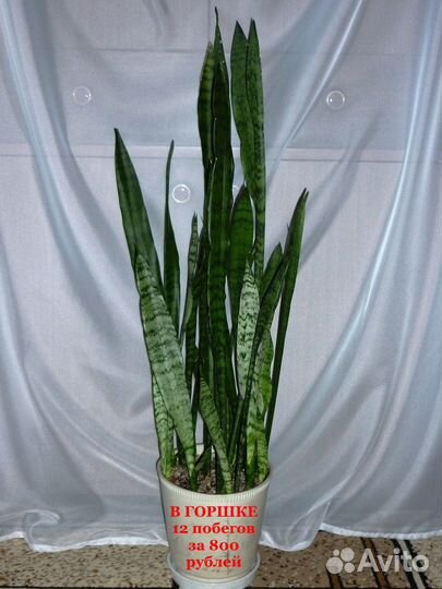 Сансевиерия Щучий хвост 90 см, в горшке 12 побегов