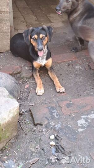 Щенок Мальчик