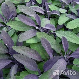 Травы для чая. Вкусно и красиво