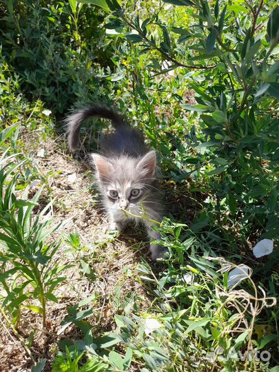 Котята помогите спасти