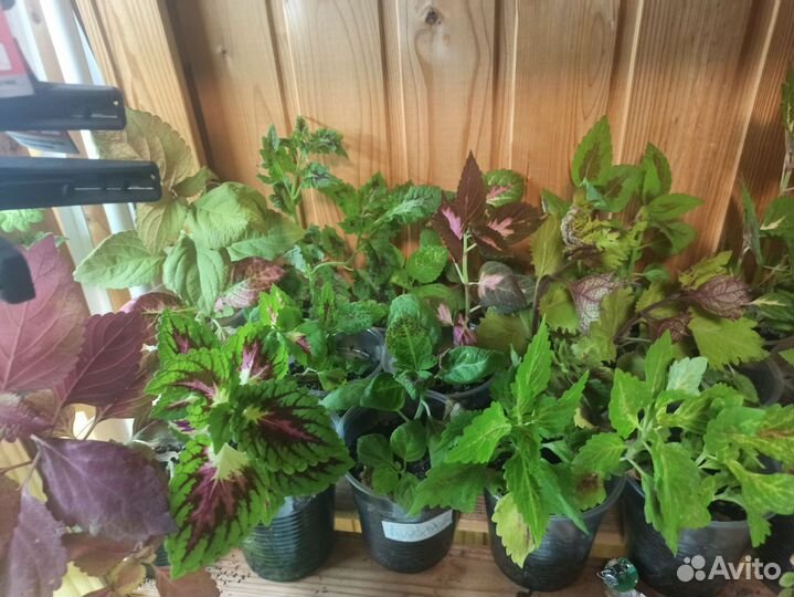 Набор вегетативных колеусов