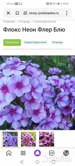 Флоксы сортовые
