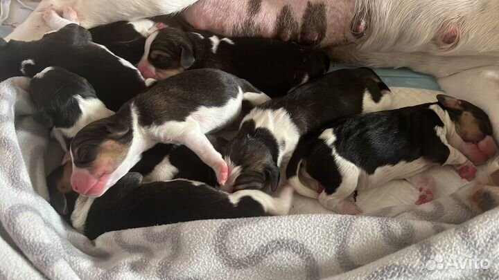 Щенки Бигль