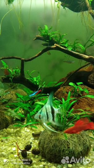 Скалярия голубой ангел. Подростки