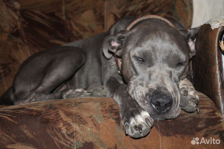 Отдам собаку в добрые руки