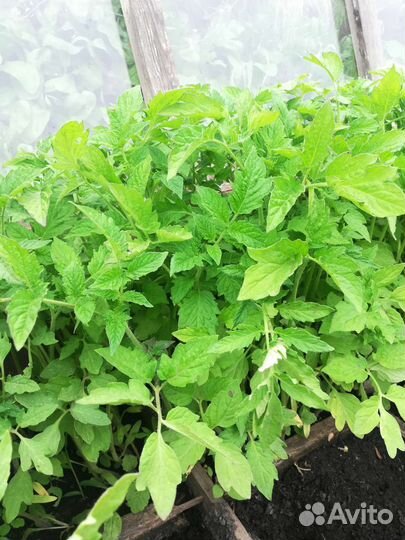 Рассада помидор