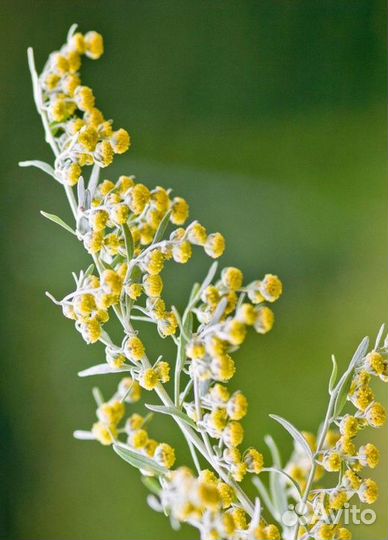 Полынь горькая