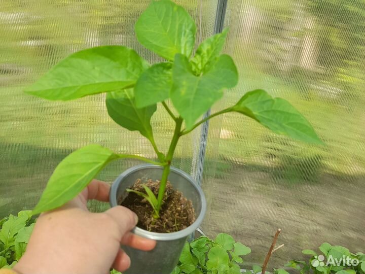 Рассада перца