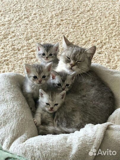 Британская