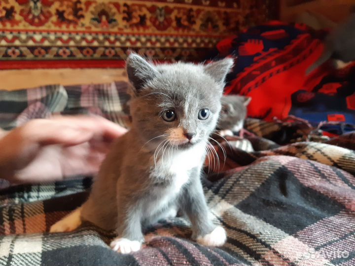 Котята